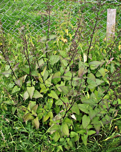 Knotige Braunwurz