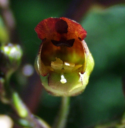 Scrophularia nodosa, Knotige Braunwurz, Blüte