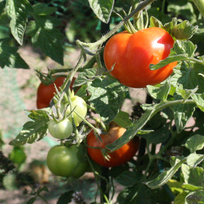 Solanum lycopersicum, Tomate, Früchte