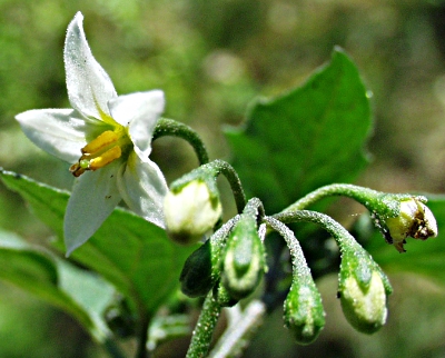 Solanum nigrum, Schwarzer Nachtschatten, Bl�ten