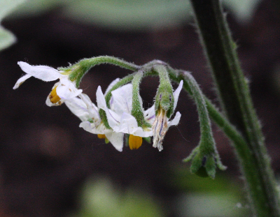Solanum villosum, Gelbfrchtiger Nachtschatten, Blte