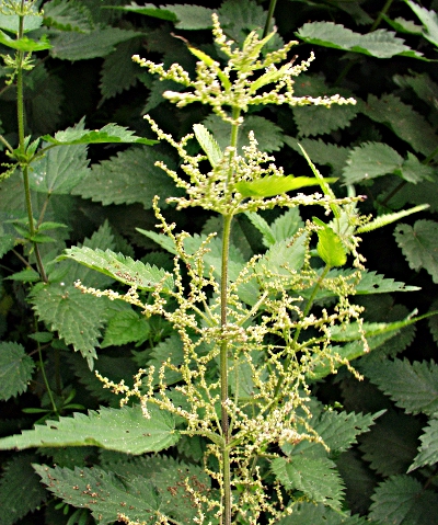 Urtica dioica, Große Brennnessel