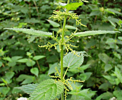 Urtica dioica, Große Brennnessel, männlich
