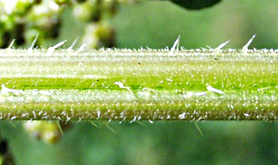 Urtica dioica, Große Brennnessel, Stängel
