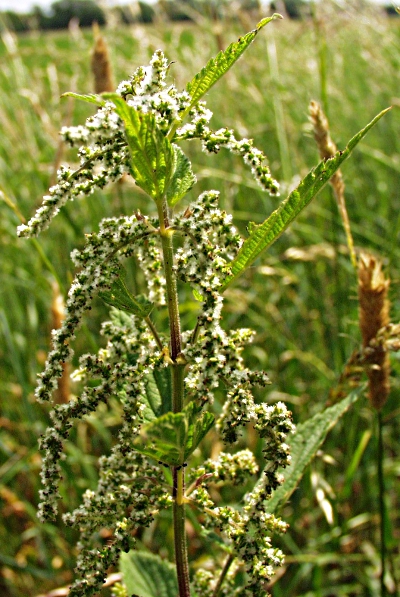 Urtica dioica, Große Brennnessel, weiblich