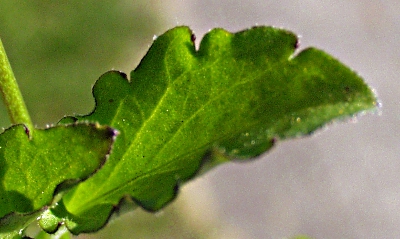 Viola arvensis, Acker-Stiefmütterchen, Blatt