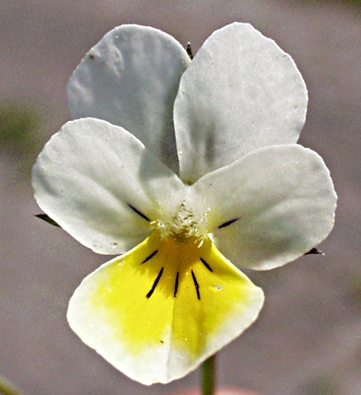 Viola arvensis, Acker-Stiefmütterchen, Blüte