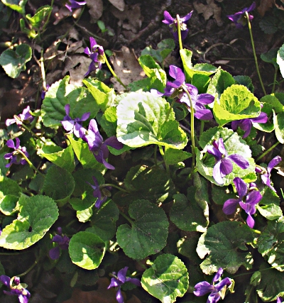 Viola odorata, M�rz-Veilchen