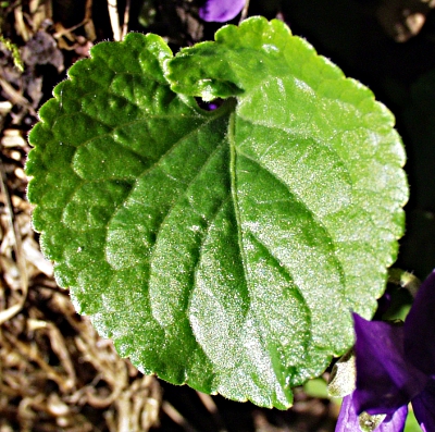 Viola odorata, M�rz-Veilchen, Blatt