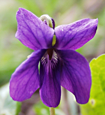 Viola odorata, M�rz-Veilchen, Bl�te