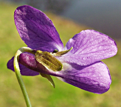 Viola odorata, M�rz-Veilchen, Kelch