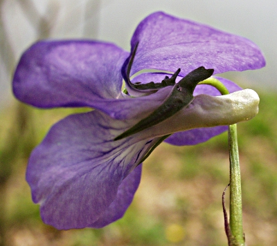 Viola riviniana, Hain-Veilchen, Sporn