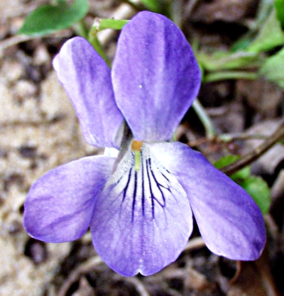 Viola riviniana, Hain-Veilchen, Blte