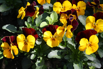 Stiefmütterchen, gelb