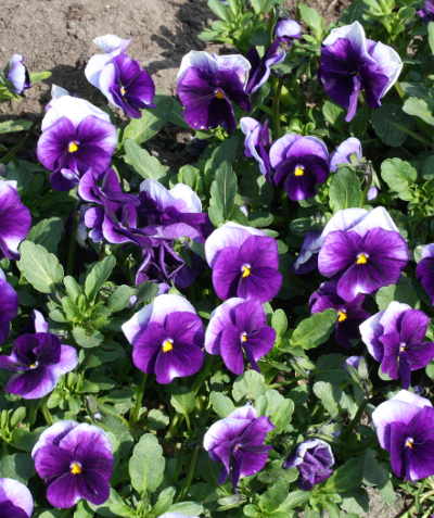 Stiefmtterchen, violett