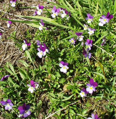 Viola tricolor, Wildes Stiefmtterchen