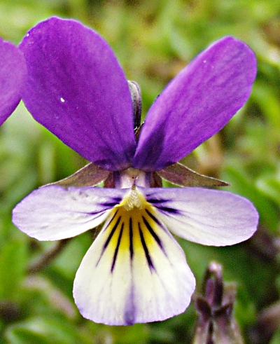 Viola tricolor, Wildes Stiefmtterchen, Blte